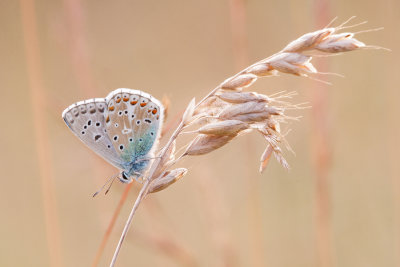 Adonisblauwtje - Polyommatus bellargus