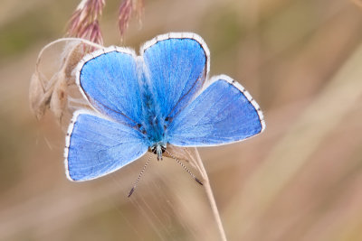 Adonisblauwtje - Polyommatus bellargus