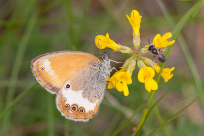 Tweekleurig Hooibeestje - Coenonympha arcania