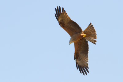 Black Kite - Zwarte Wouw