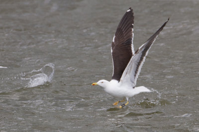 g9/76/961476/3/151701305.BiRB8p3Z.jpg