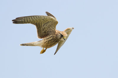 Kestrel - Torenvalk