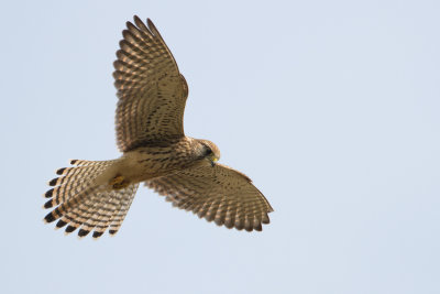 Kestrel - Torenvalk