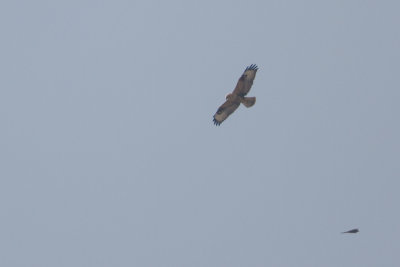 Long-legged Buzzard - Arendbuizerd