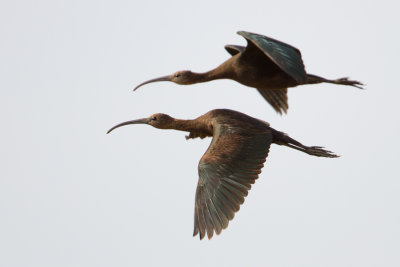 Glossy Ibis - Zwarte Ibis