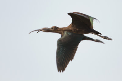 Glossy Ibis - Zwarte Ibis