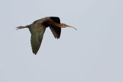Glossy Ibis - Zwarte Ibis