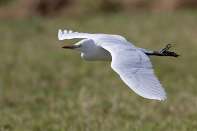 Cattle Egret - Koereiger