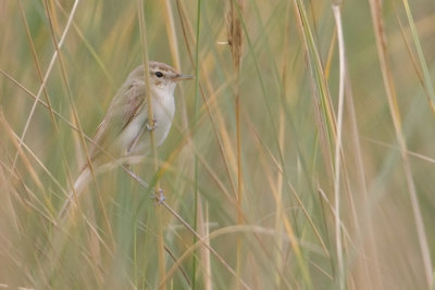 Booted Warbler - Kleine Spotvogel