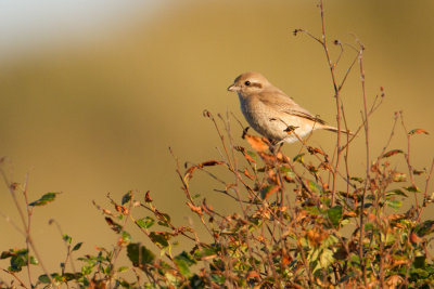 Daurian Shrike - Daurische klauwier