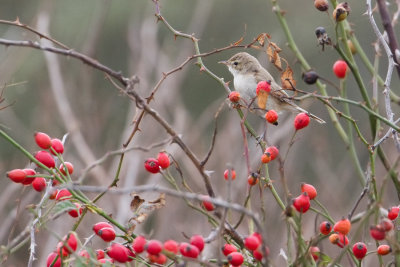 Booted Warbler - Kleine Spotvogel