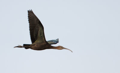 Glossy Ibis - Zwarte Ibis