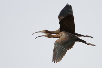 Glossy Ibis - Zwarte Ibis