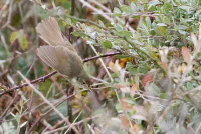 Blyths Reed Warbler - Struikrietzanger
