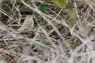 Blyths Reed Warbler - Struikrietzanger