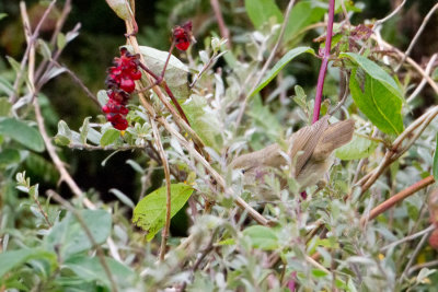 Blyths Reed Warbler - Struikrietzanger
