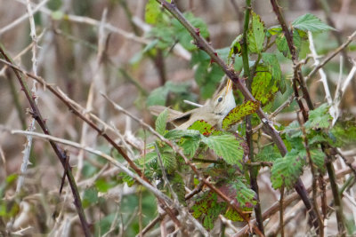 Blyths Reed Warbler - Struikrietzanger