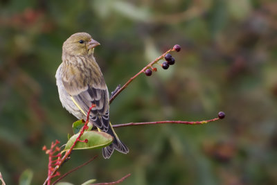 Greenfinch - Groenling
