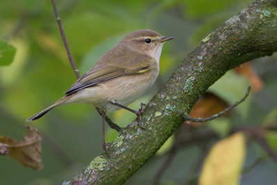 Siberian Chiffchaff - Siberische Tjiftjaf - Phylloscopus collybita tristis