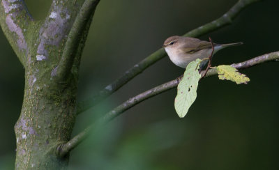 Siberian Chiffchaff - Siberische Tjiftjaf - Phylloscopus collybita tristis