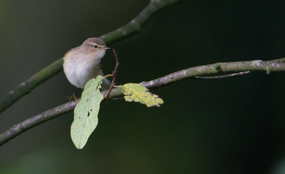Siberian Chiffchaff - Siberische Tjiftjaf - Phylloscopus collybita tristis