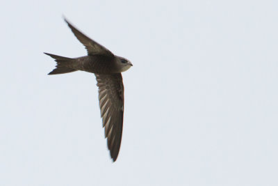 Pallid Swift - Vale Gierzwaluw