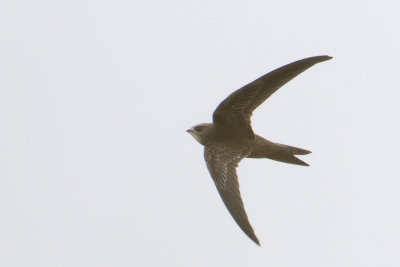 Pallid Swift - Vale Gierzwaluw