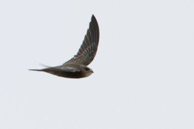 Pallid Swift - Vale Gierzwaluw