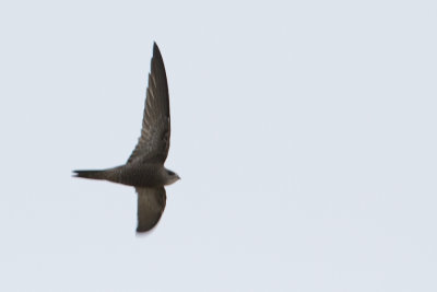 Pallid Swift - Vale Gierzwaluw