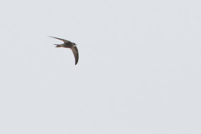 Pallid Swift - Vale Gierzwaluw