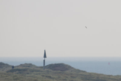 Pallid Swift - Vale Gierzwaluw