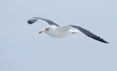 Lesser Black-backed Gull - Kleine mantelmeeuw