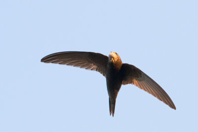 Common Swift - Gierzwaluw