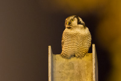 Northern Hawk Owl - Sperweruil