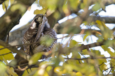 Northern Hawk Owl - Sperweruil