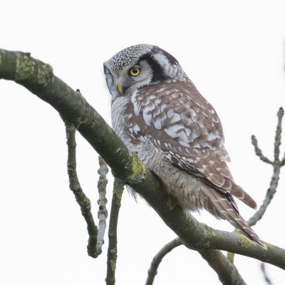 Northern Hawk Owl - Sperweruil