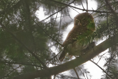 Eurasian Pygmy Owl - Dwerguil