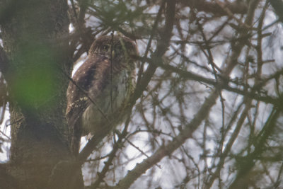 Eurasian Pygmy Owl - Dwerguil