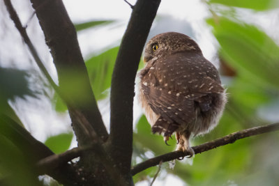 Eurasian Pygmy Owl - Dwerguil