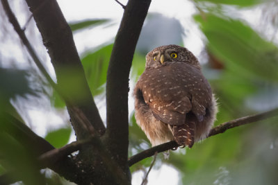 Eurasian Pygmy Owl - Dwerguil