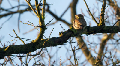 Eurasian Pygmy Owl - Dwerguil