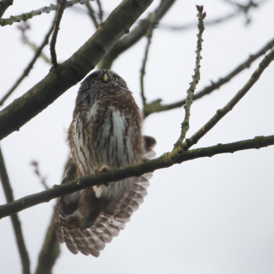 Eurasian Pygmy Owl - Dwerguil