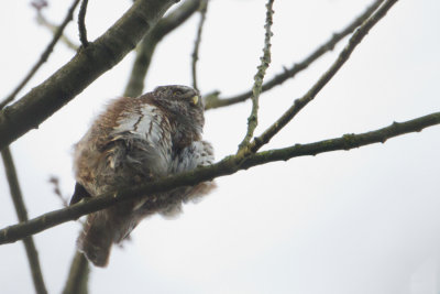 Eurasian Pygmy Owl - Dwerguil