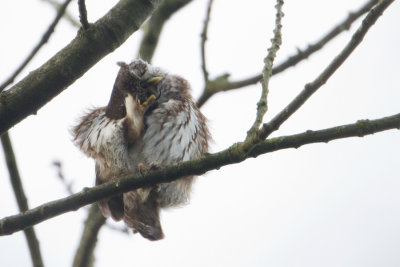 Eurasian Pygmy Owl - Dwerguil