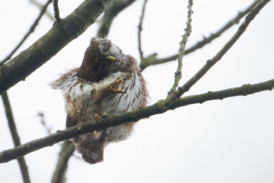 Eurasian Pygmy Owl - Dwerguil
