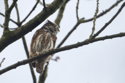 Eurasian Pygmy Owl - Dwerguil