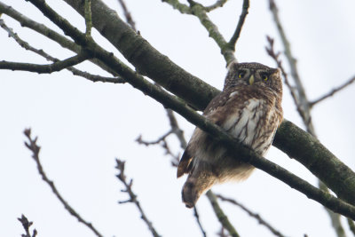 Eurasian Pygmy Owl - Dwerguil
