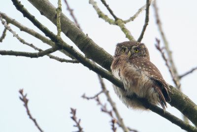 Eurasian Pygmy Owl - Dwerguil
