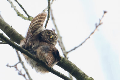 Eurasian Pygmy Owl - Dwerguil