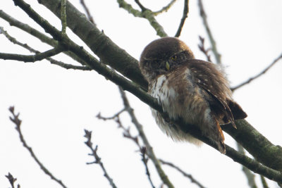 Eurasian Pygmy Owl - Dwerguil
